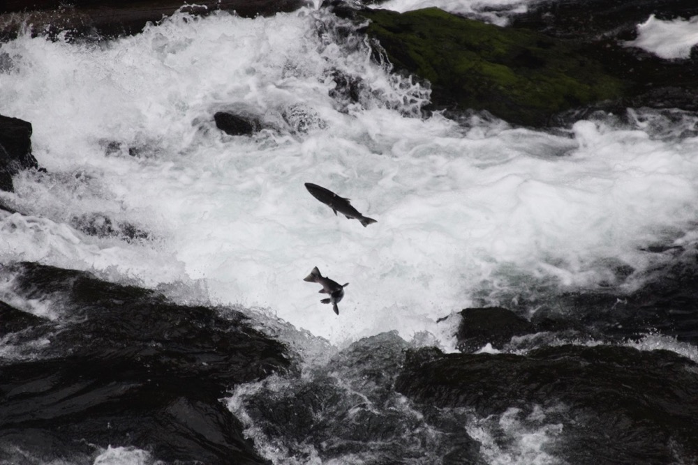 Alaskan Fish