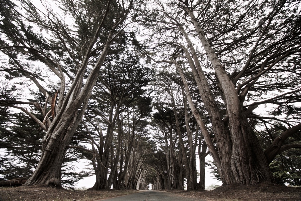 Cypress Tunnel