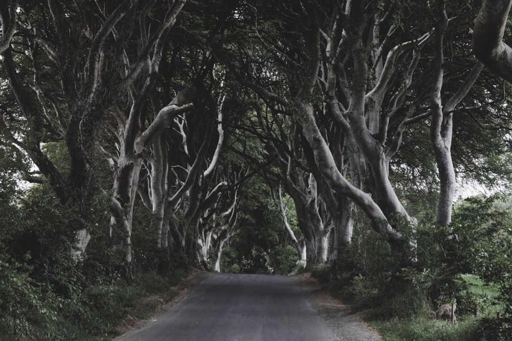 Dark Hedges