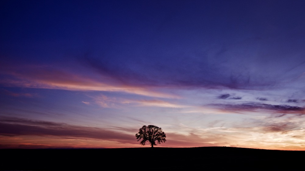 Lonely Tree