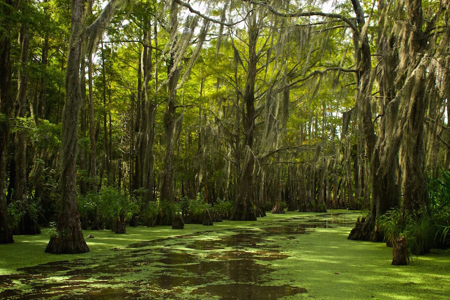 Louisiana Bayou