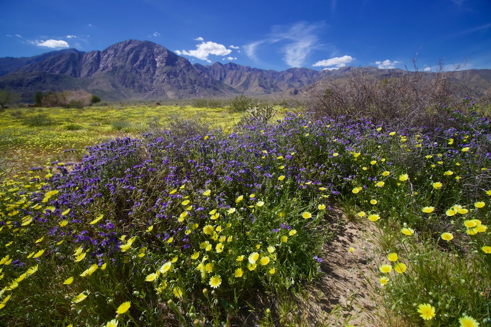 Anza Borrego