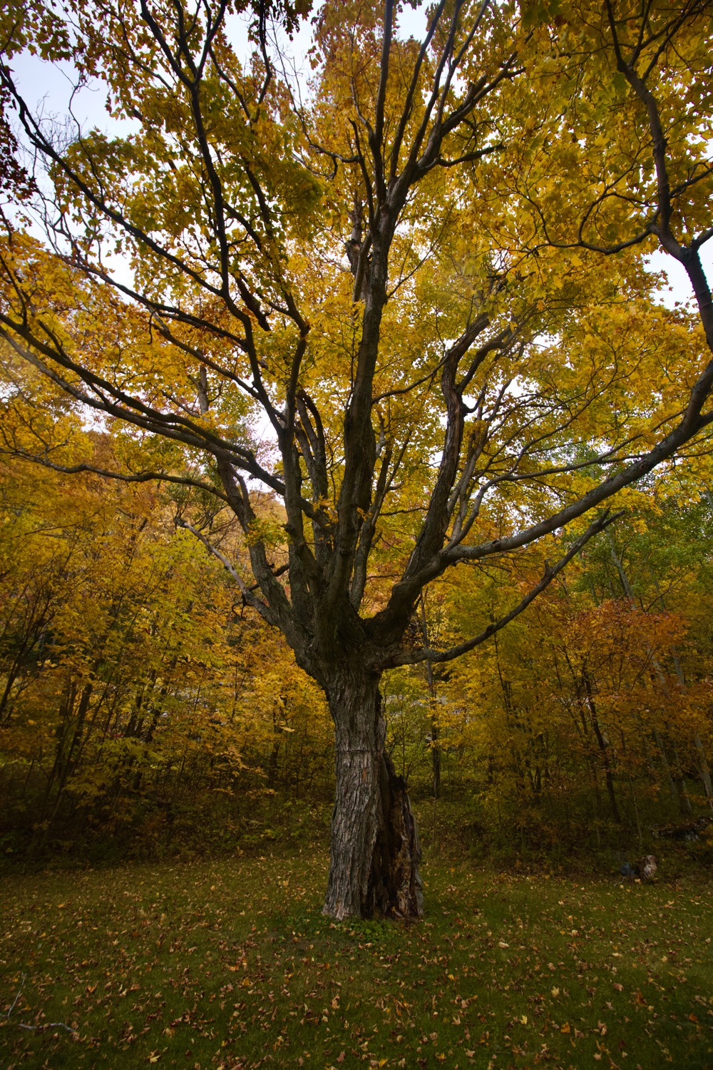 Cascade Lakes Tree