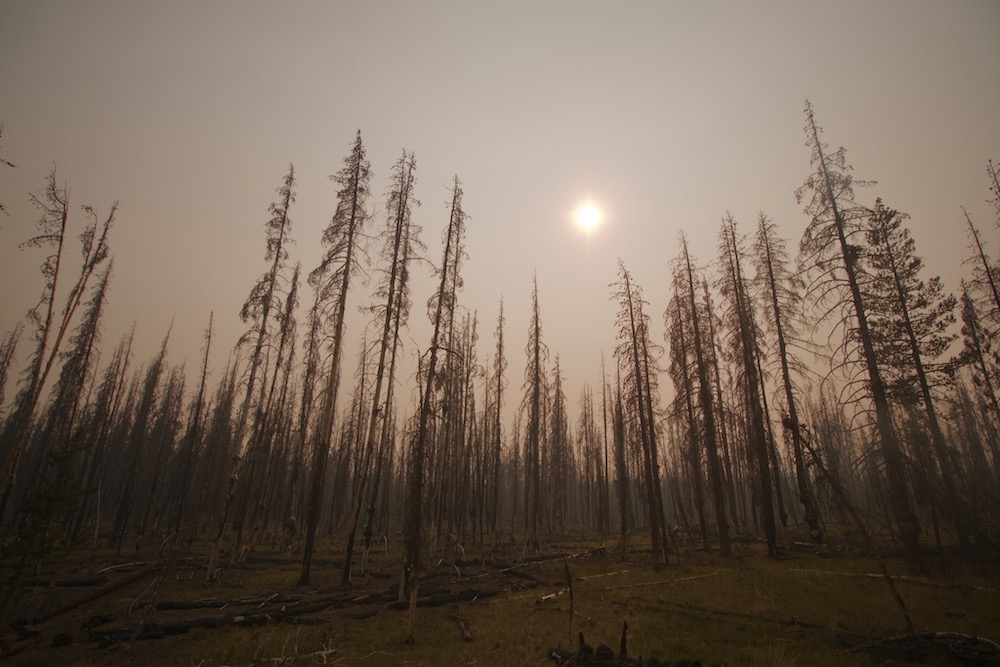 Charred Trees