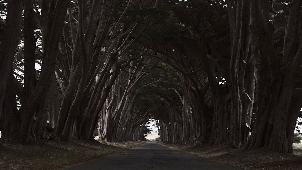 Cypress Tunnel