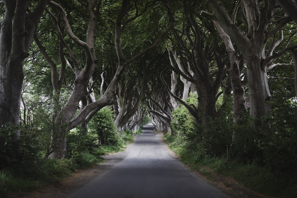 Dark Hedges
