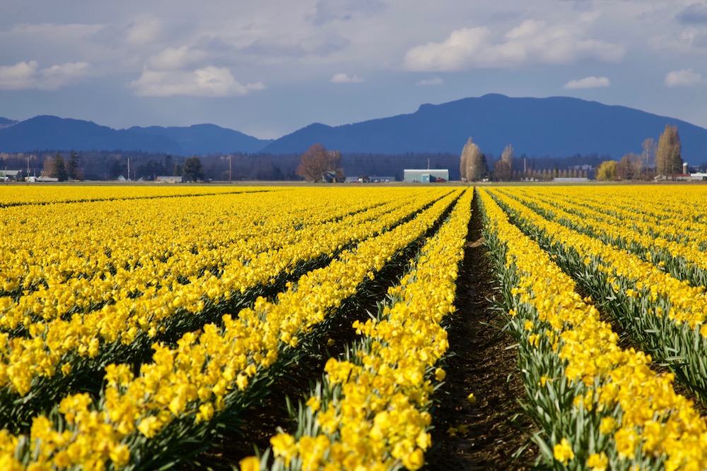 Washington Tulips
