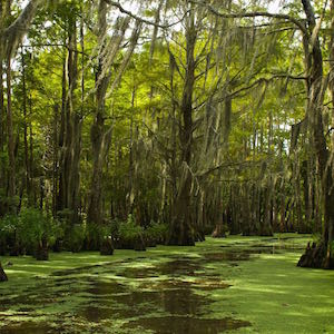 Louisiana Bayou