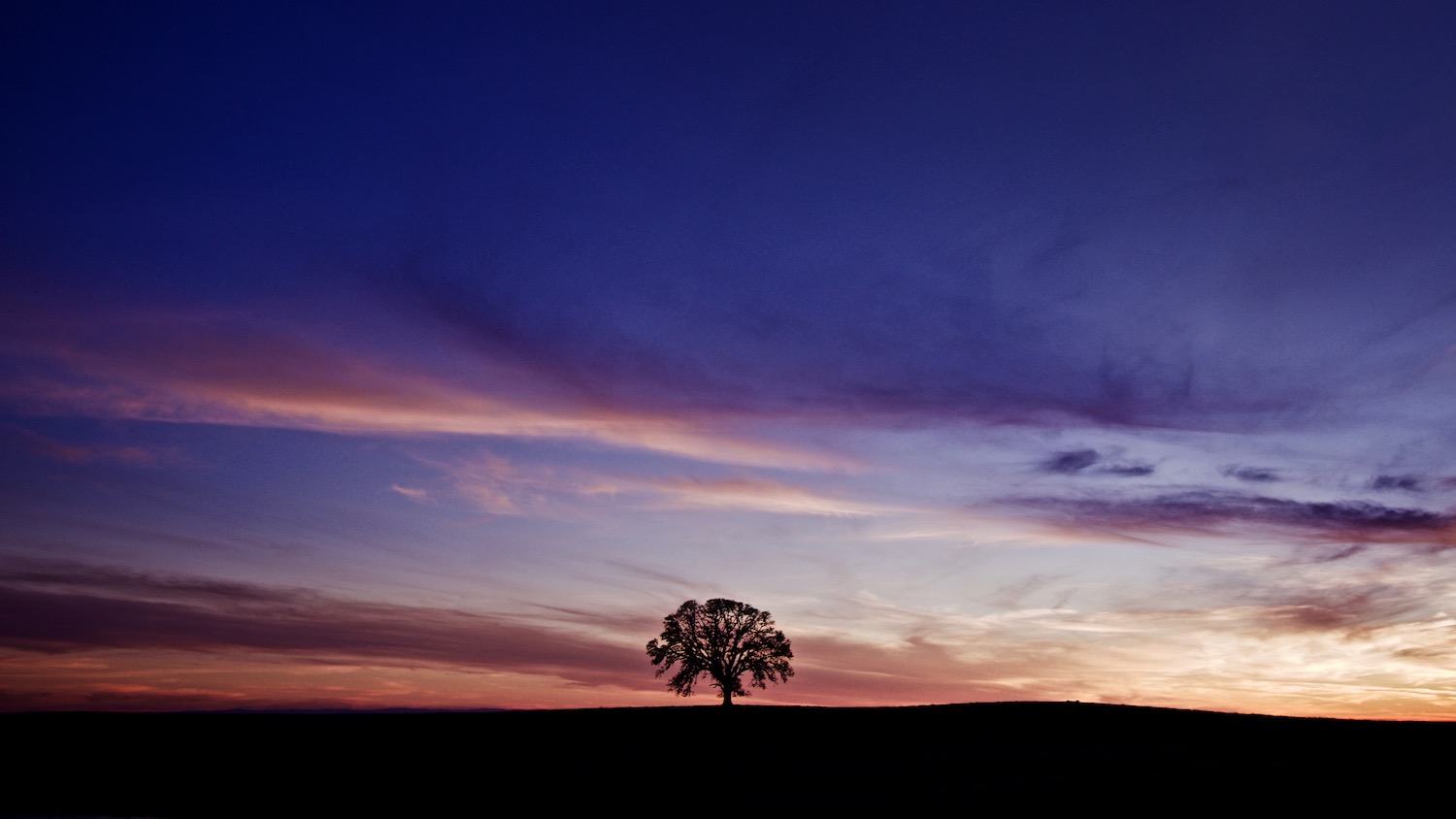 Lonely Tree