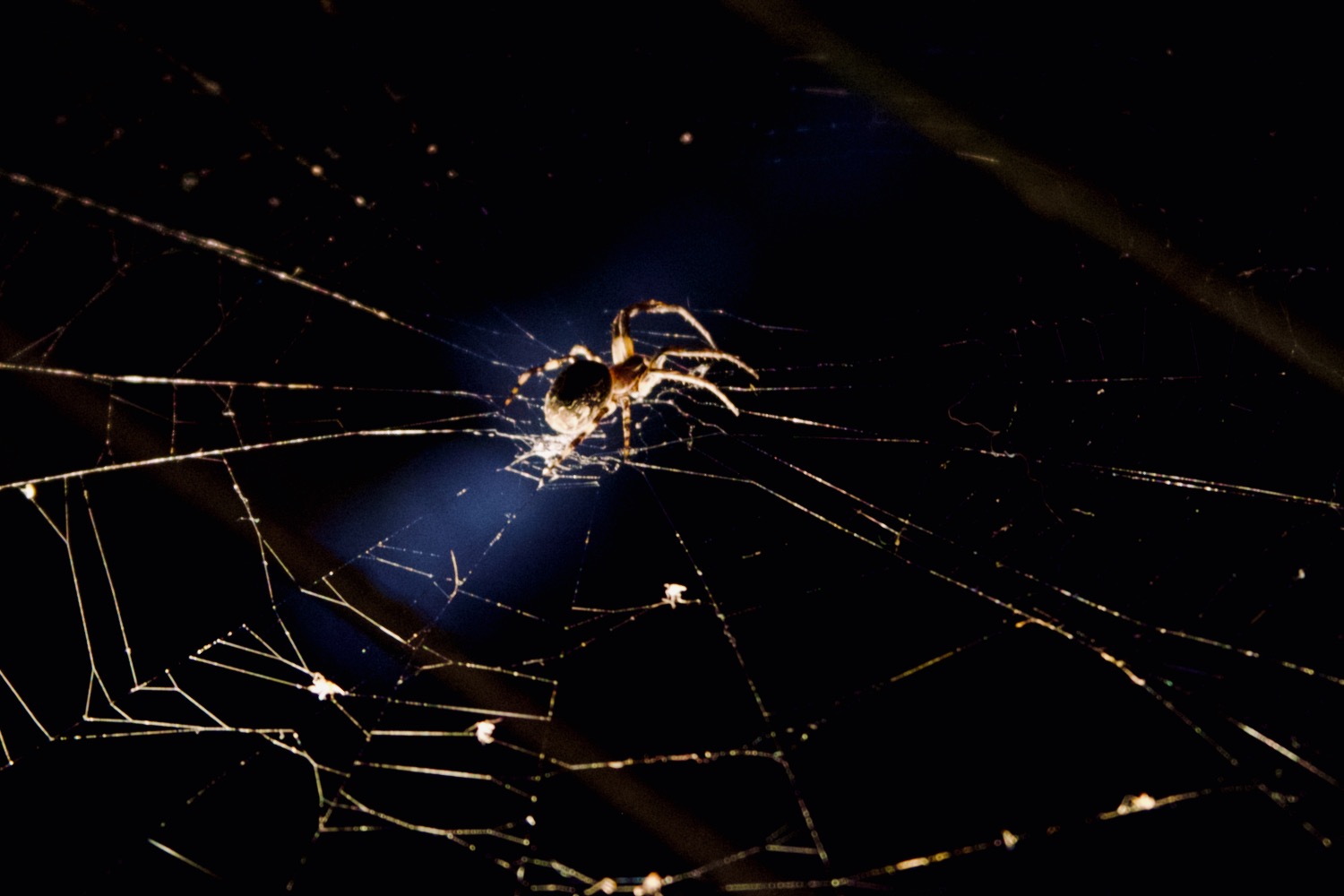Night Spider