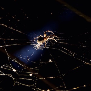 Night Spider